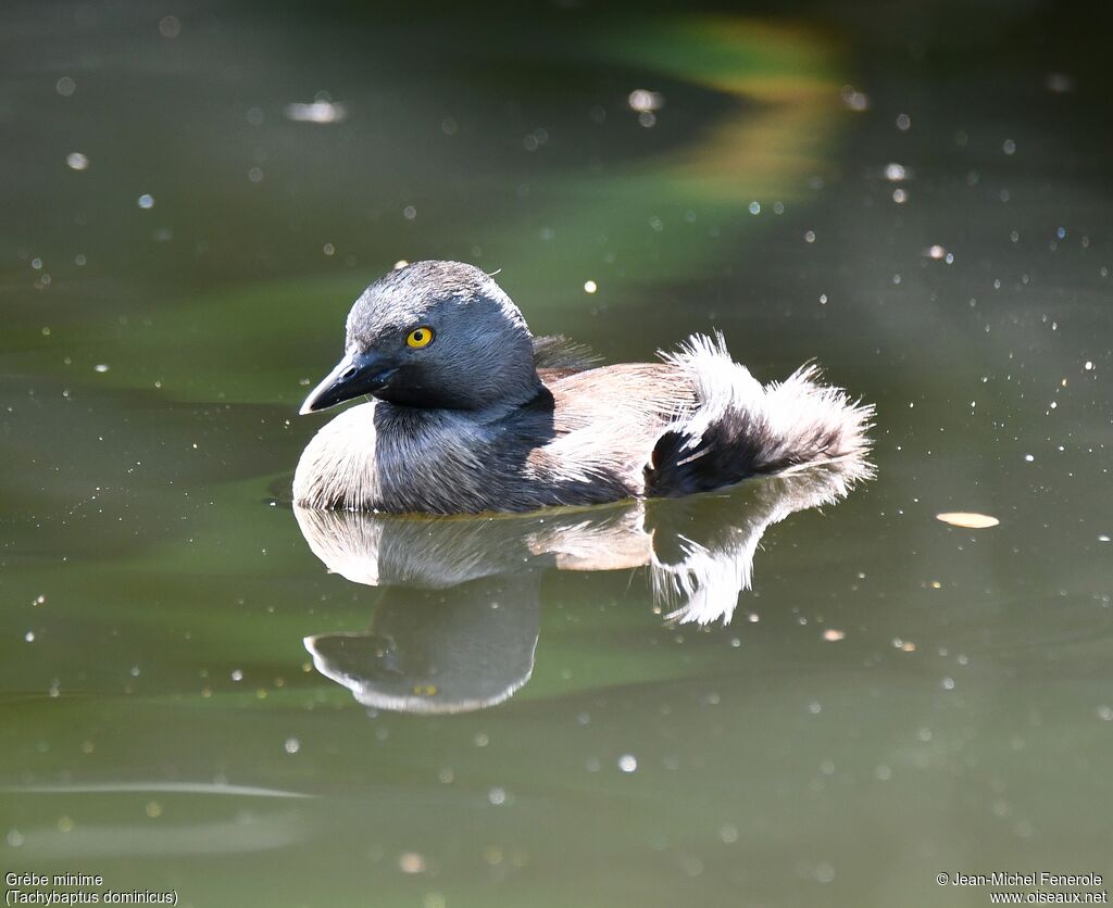 Least Grebe