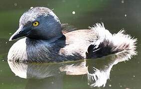 Least Grebe