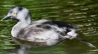 Least Grebe