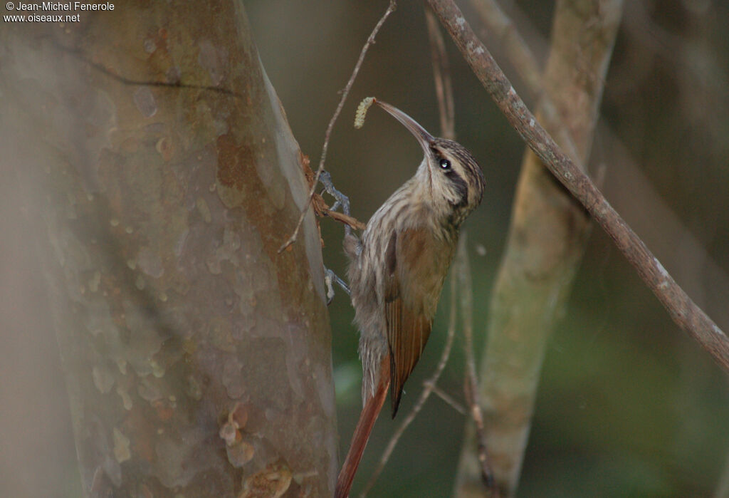 Narrow-billed Woodcreeper