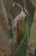 Narrow-billed Woodcreeper