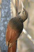 Ivory-billed Woodcreeper