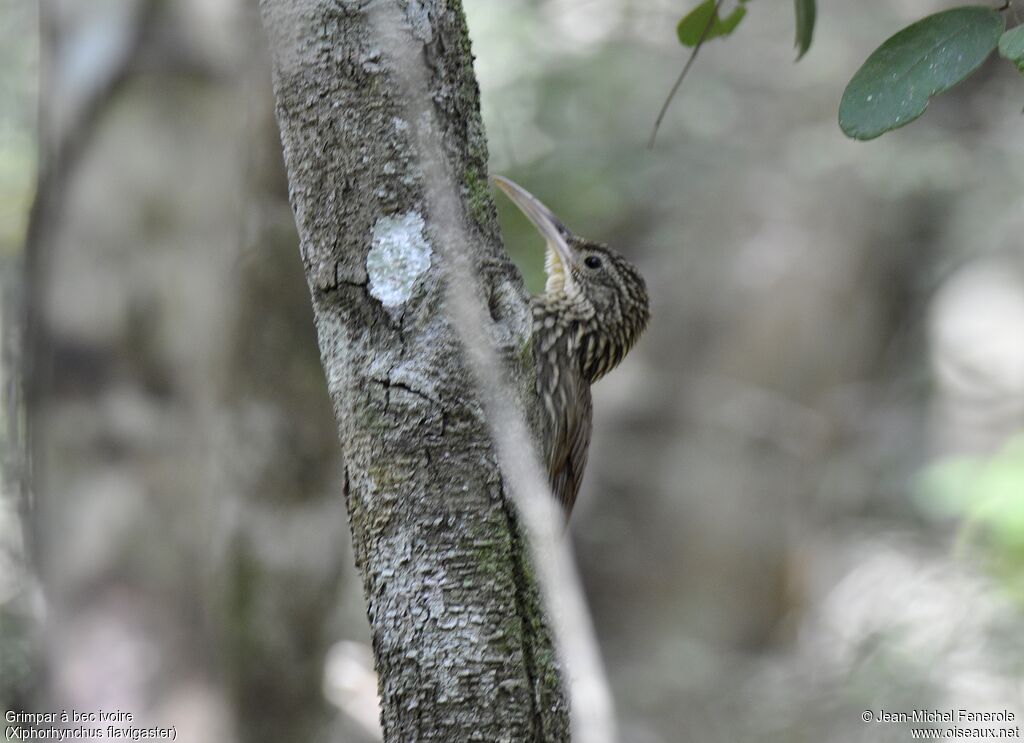 Ivory-billed Woodcreeper