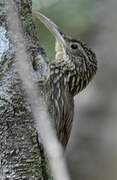 Ivory-billed Woodcreeper