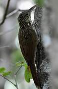 Ivory-billed Woodcreeper