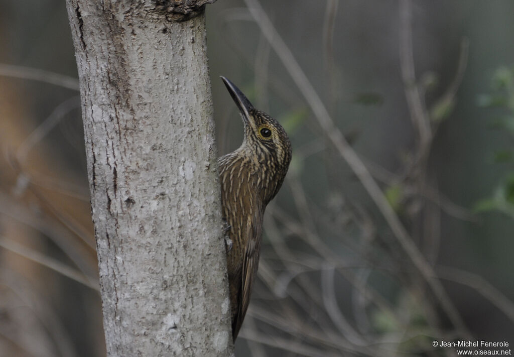 Planalto Woodcreeper