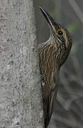 Planalto Woodcreeper