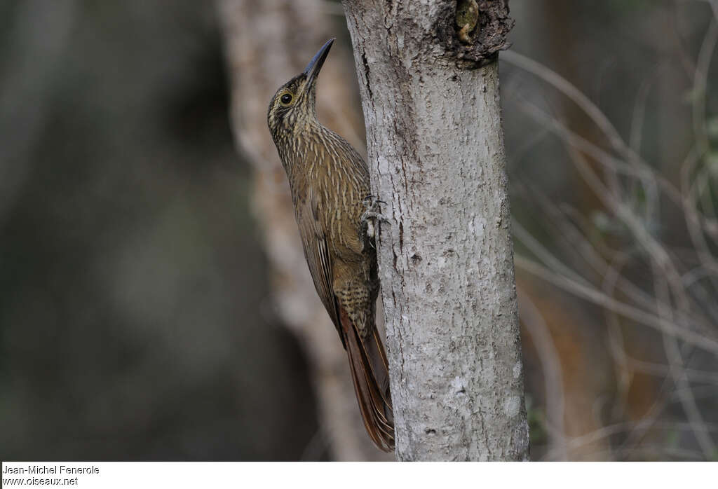 Planalto Woodcreeperadult, identification