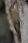 Planalto Woodcreeper