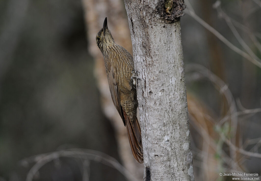 Planalto Woodcreeper