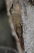 Planalto Woodcreeper