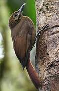 Plain-brown Woodcreeper