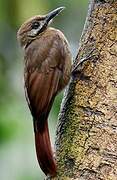 Plain-brown Woodcreeper