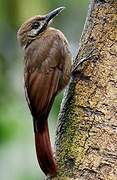 Plain-brown Woodcreeper