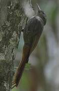 Olivaceous Woodcreeper