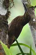 Strong-billed Woodcreeper