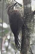 Strong-billed Woodcreeper