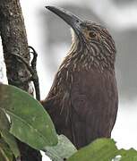 Strong-billed Woodcreeper