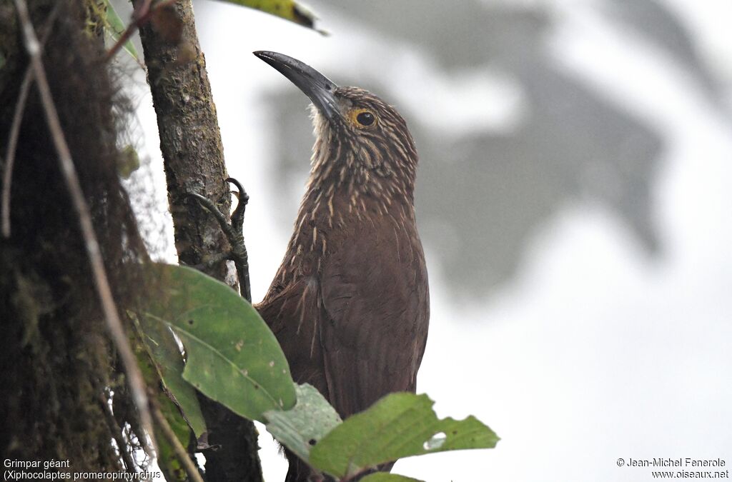 Strong-billed Woodcreeper