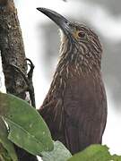 Strong-billed Woodcreeper