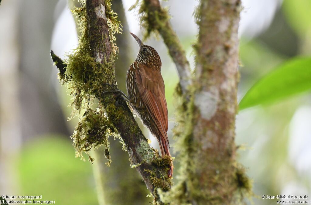 Montane Woodcreeper