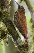 Montane Woodcreeper