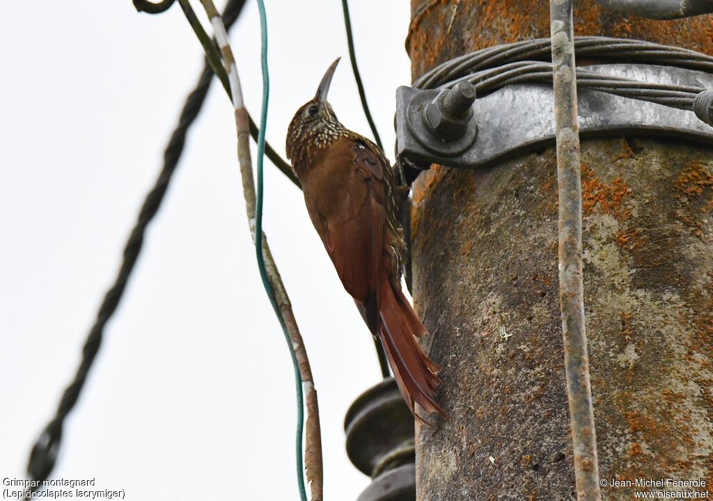 Montane Woodcreeper