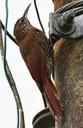 Montane Woodcreeper