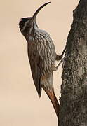 Scimitar-billed Woodcreeper