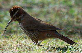 Scimitar-billed Woodcreeper