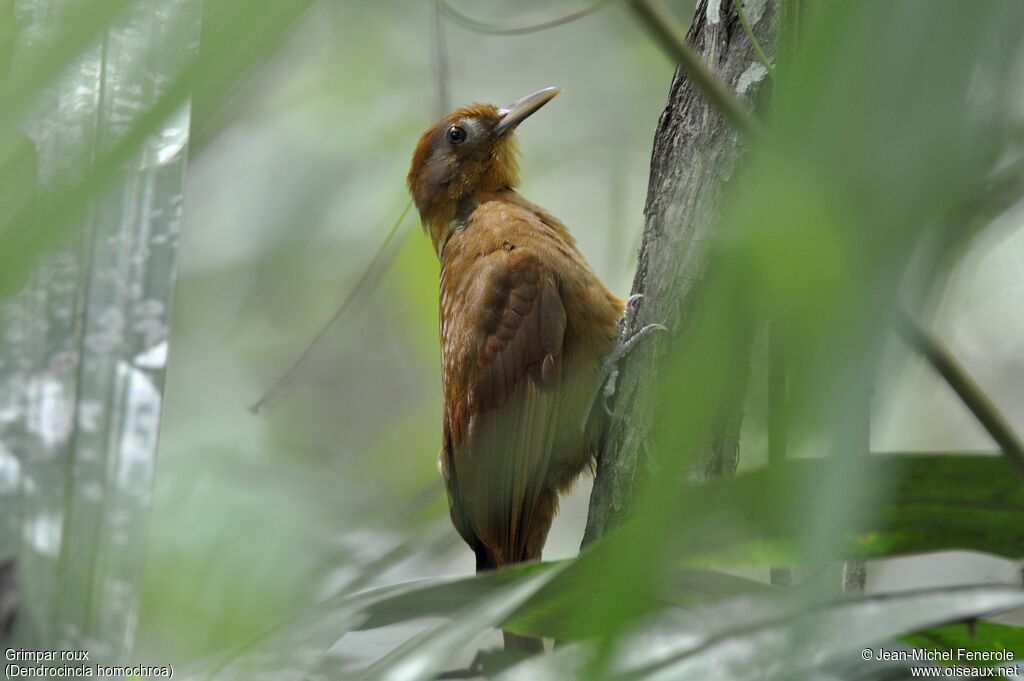 Ruddy Woodcreeper