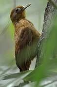 Ruddy Woodcreeper