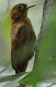 Ruddy Woodcreeper