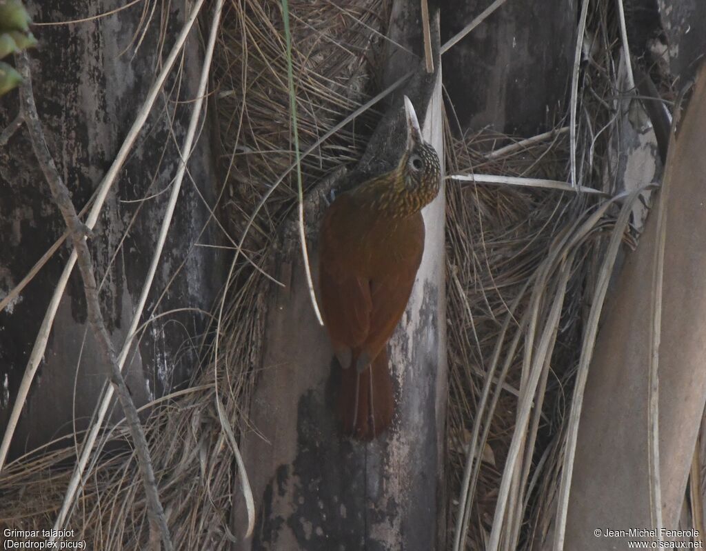 Straight-billed Woodcreeper