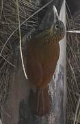 Straight-billed Woodcreeper