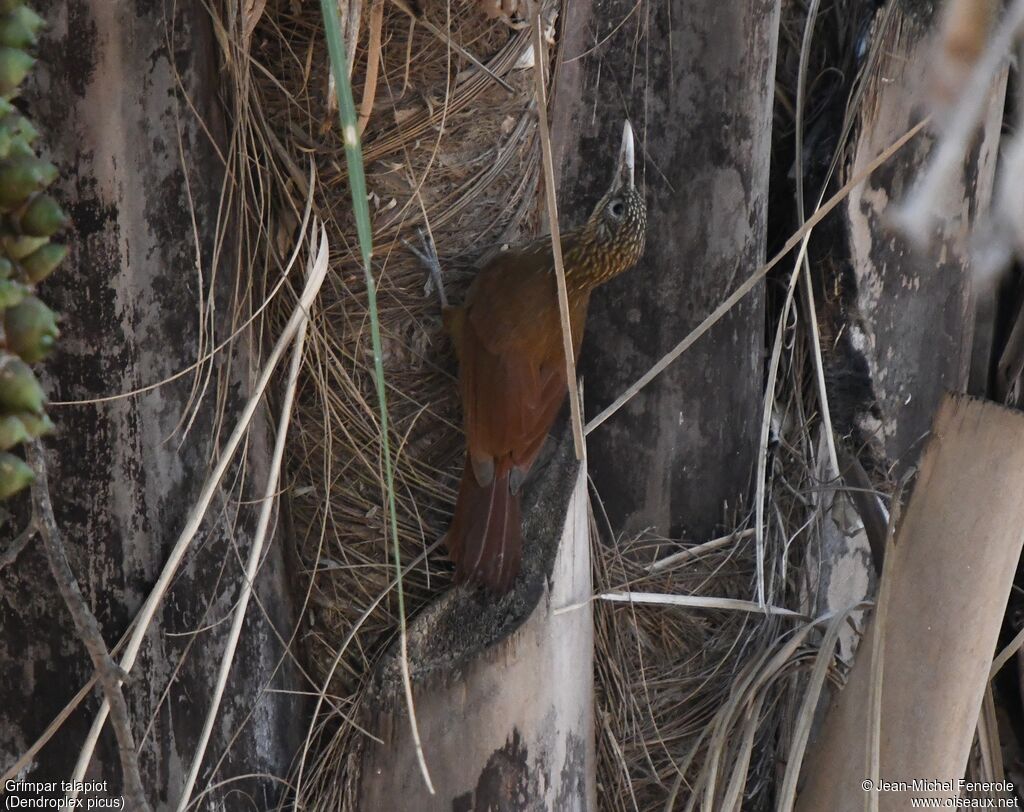 Straight-billed Woodcreeper