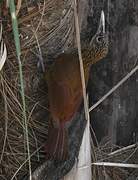 Straight-billed Woodcreeper