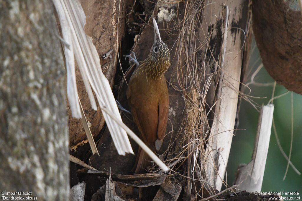 Straight-billed Woodcreeper