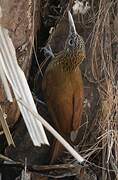 Straight-billed Woodcreeper