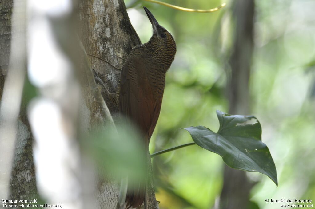 Northern Barred Woodcreeper