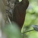 Grimpar vermiculé