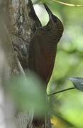 Northern Barred Woodcreeper