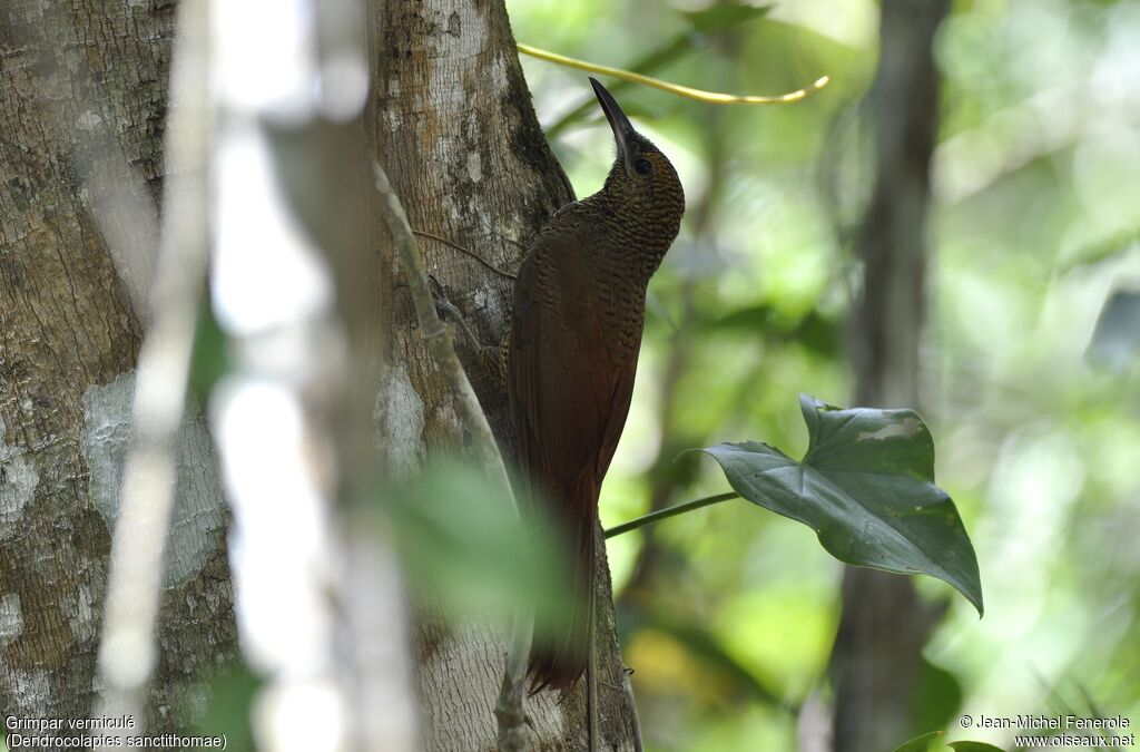 Northern Barred Woodcreeper