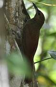 Northern Barred Woodcreeper