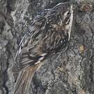 Grimpereau brun