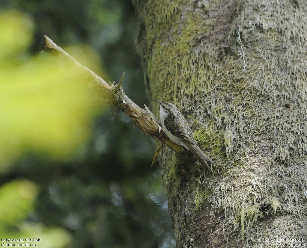 Grimpereau des bois