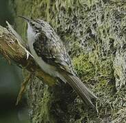 Eurasian Treecreeper