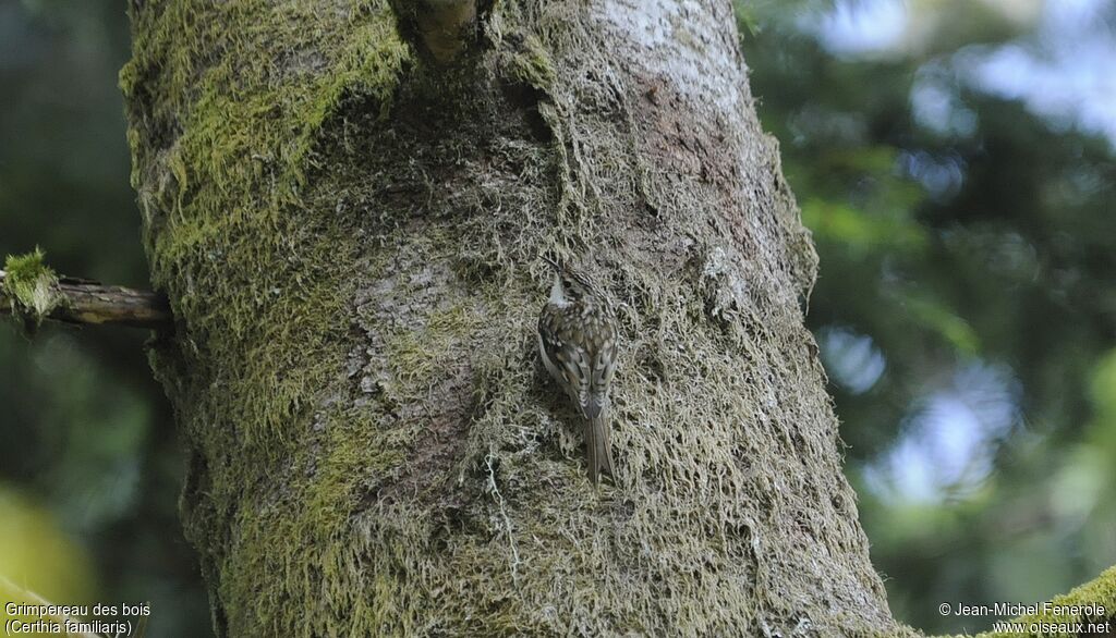 Grimpereau des bois