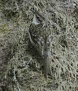 Grimpereau des bois
