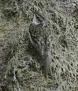 Eurasian Treecreeper